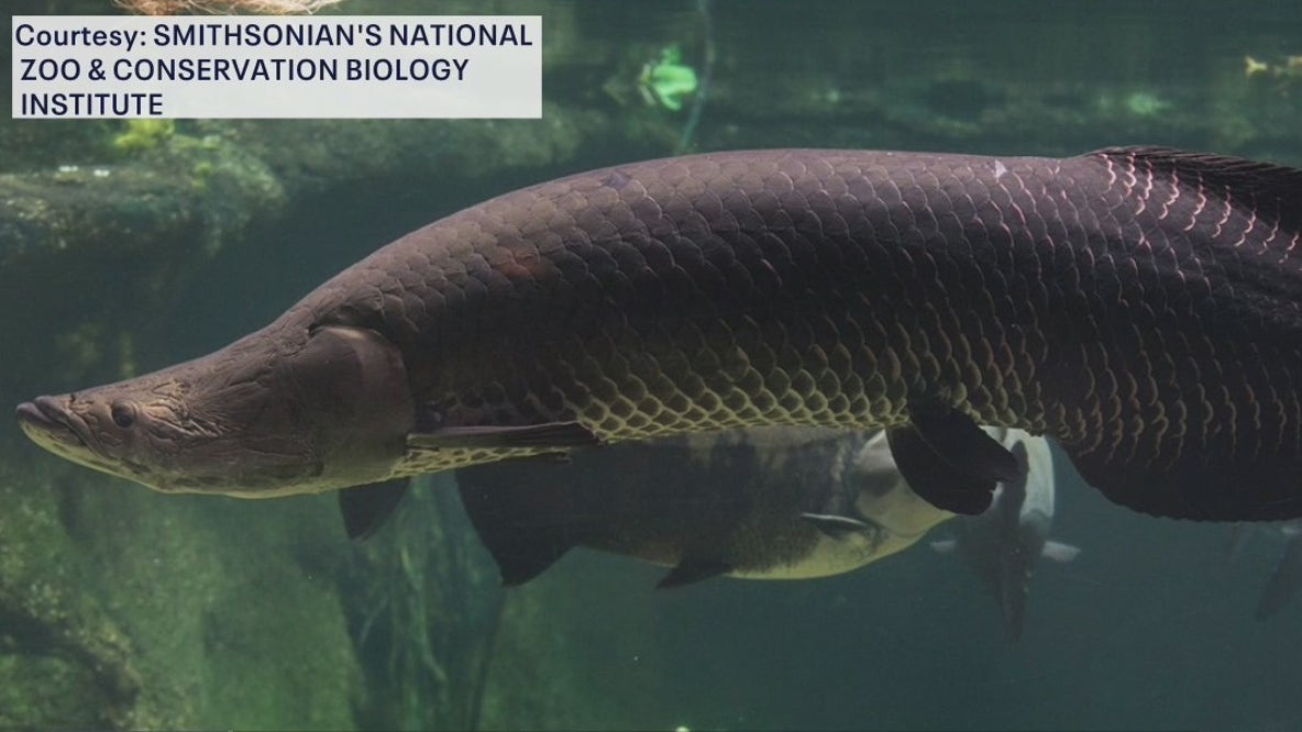 ‘River monster’ found in Florida